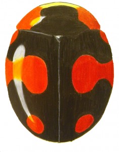 Proper Lady Beetle, Brachiacantha decora Proper Lady Beetle, Brachiacantha decora