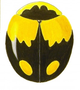 Schwarz's Lady Beetle, Brachiacantha schwarzi Schwarz's Lady Beetle, Brachiacantha schwarzi