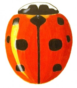 Nine-spotted Lady Beetle, Coccinella novemnotata Nine-spotted Lady Beetle, Coccinella novemnotata