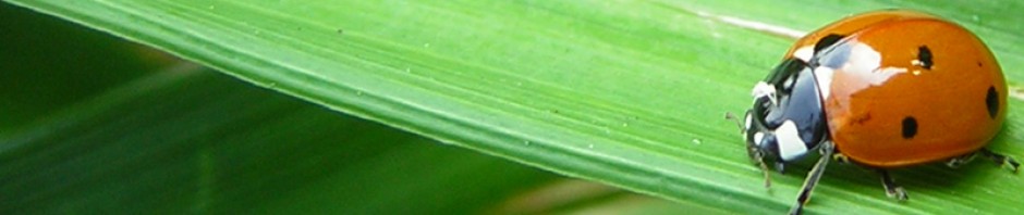 Eastern Lady Beetles Blog