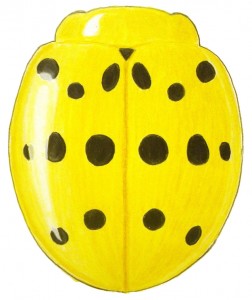 Mexican Bean Beetle, Epilachna varivestis Mexican Bean Beetle, Epilachna varivestis