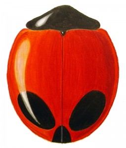 Children's Lady Beetle (1), Exochomus childreni childreni Children's Lady Beetle (1), Exochomus childreni childreni