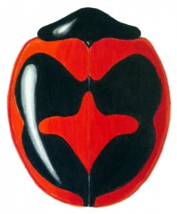 Children's Lady Beetle (2), Exochomus childreni childreni Children's Lady Beetle (2), Exochomus childreni childreni