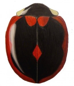 Margined Lady Beetle (1), Exochomus marginipennis Margined Lady Beetle (1), Exochomus marginipennis
