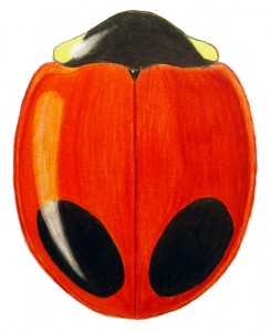 Margined Lady Beetle (2), Exochomus marginipennis Margined Lady Beetle (2), Exochomus marginipennis