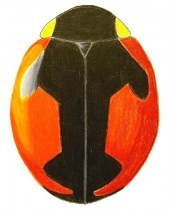 Bolter's Lady Beetle, Hyperaspis bolteri Bolter's Lady Beetle, Hyperaspis bolteri