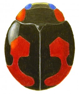 Connected Lady Beetle, Hyperaspis connectens Connected Lady Beetle, Hyperaspis connectens