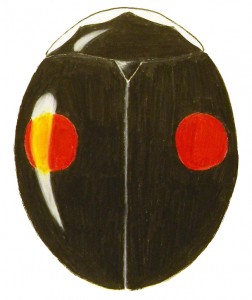 Signate Lady Beetle, Hyperaspis signata Signate Lady Beetle, Hyperaspis signata