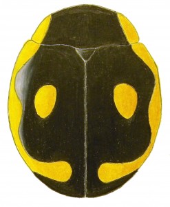 Undulate Lady Beetle, Hyperaspis undulata