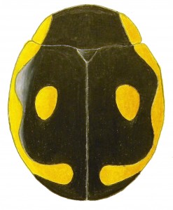 Undulate Lady Beetle, Hyperaspis undulata Undulate Lady Beetle, Hyperaspis undulata