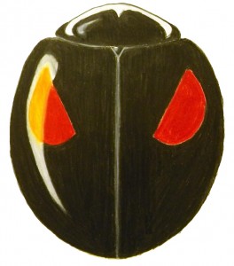 Ashy-gray Lady Beetle, Olla v-nigrum Ashy-gray Lady Beetle, Olla v-nigrum