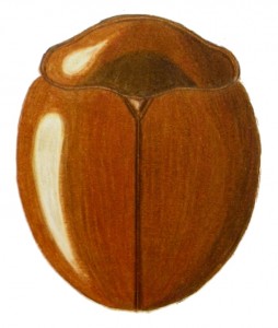 Catalina Lady Beetle, Delphastus catalinae Catalina Lady Beetle, Delphastus catalinae