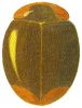 Fraternal Lady Beetle, Scymnus fraternus