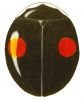 Signate Lady Beetle (1), Hyperaspis signata signata