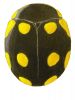 Troglodyte Lady Beetle, Hyperaspis troglodytes