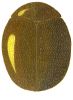 Consobrine Lady Beetle, Scymnus consobrinus