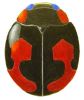 Connected Lady Beetle, Hyperaspis connectens