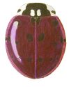 Fifteen-spotted Lady Beetle, Anatis labiculata