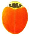 Polished Lady Beetle, Cycloneda munda