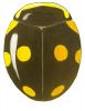 Octavia Lady Beetle, Hyperaspis octavia